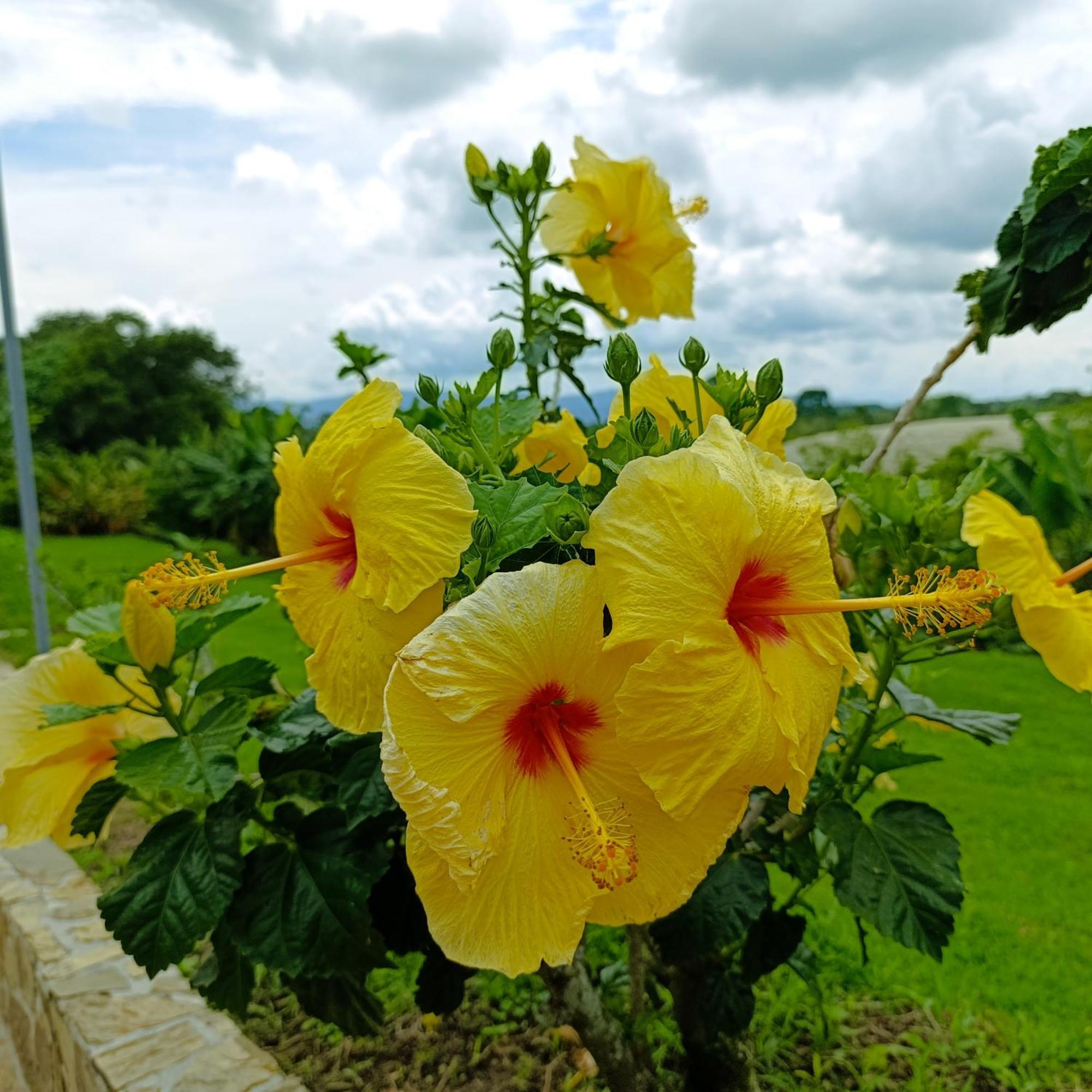 Hotel Campestre Los Mangos Quimbaya Eksteriør billede